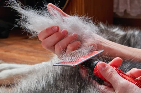 Shedding in dogs