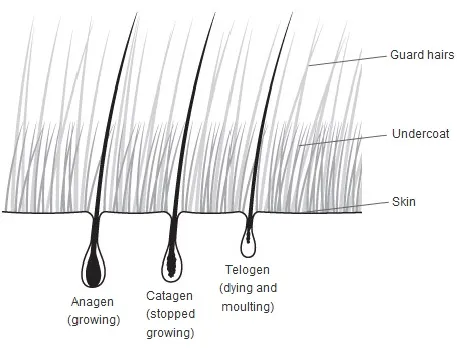 Dog hair shedding cycle